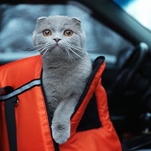 9 Tips for Moving Cross Country with Cats